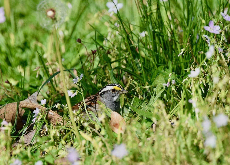 White-throated Sparrow by Wildreturn is licensed under CC BY 2.0.